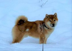 picture of dog