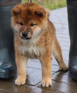 picture of dog