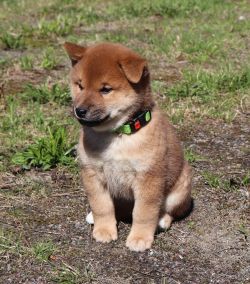 picture of dog