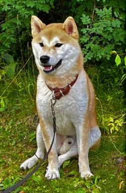 picture of dog