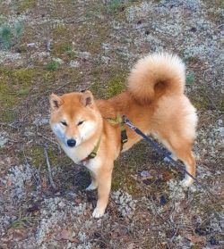 picture of dog