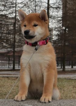 picture of dog