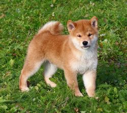 picture of dog
