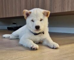 picture of dog