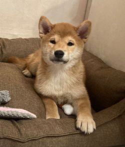 picture of dog