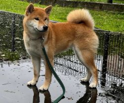 picture of dog