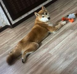 picture of dog