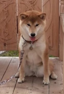 picture of dog