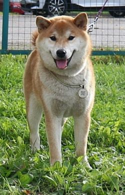 picture of dog