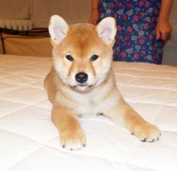 picture of dog