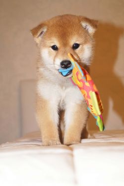 picture of dog