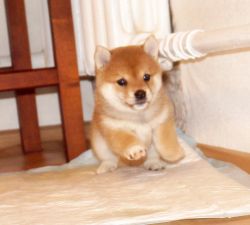 picture of dog