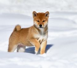 picture of dog