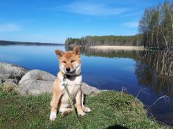 picture of dog