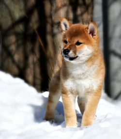 picture of dog
