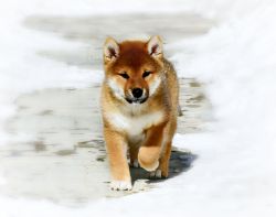 picture of dog