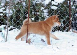 picture of dog