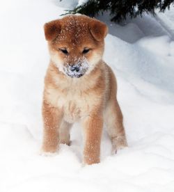 picture of dog
