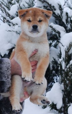 picture of dog