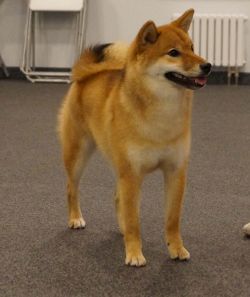 picture of dog