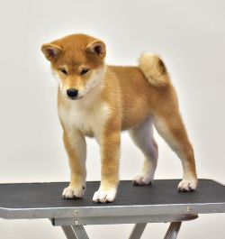 picture of dog