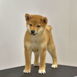 picture of dog