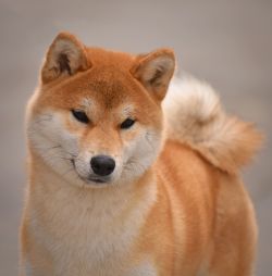 picture of dog