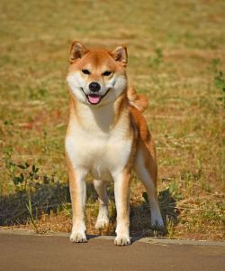 picture of dog