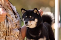 picture of dog