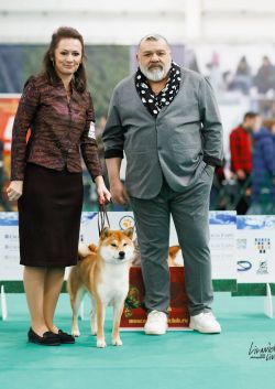 picture of dog