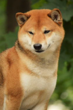 picture of dog