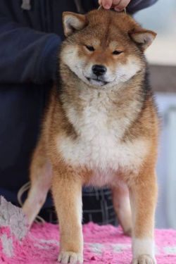 picture of dog