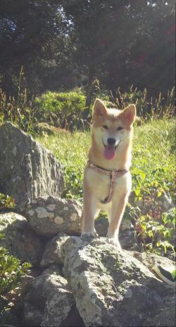 picture of dog