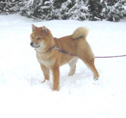 picture of dog