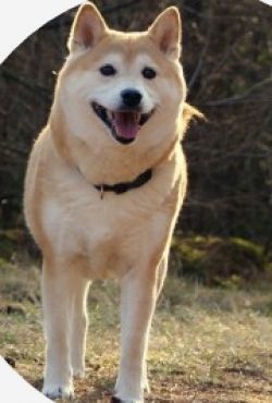 picture of dog
