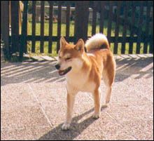 picture of dog