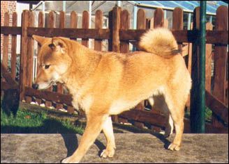 picture of dog