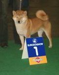 picture of dog