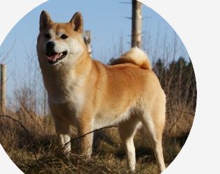 picture of dog