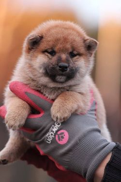 picture of dog