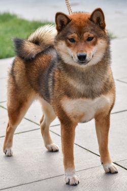 picture of dog