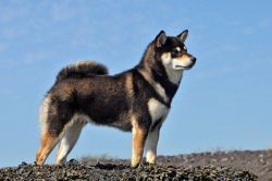 picture of dog