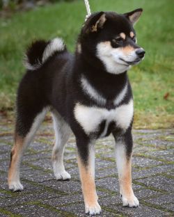 picture of dog