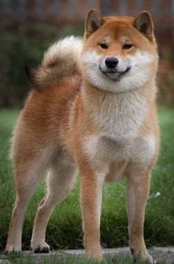 picture of dog