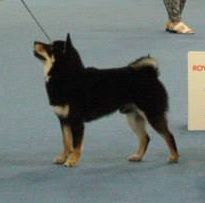 picture of dog