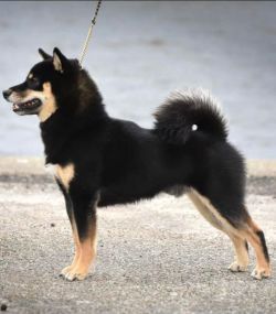 picture of dog