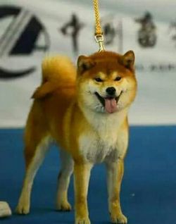 picture of dog