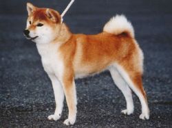 picture of dog