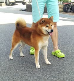 picture of dog
