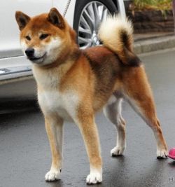 picture of dog
